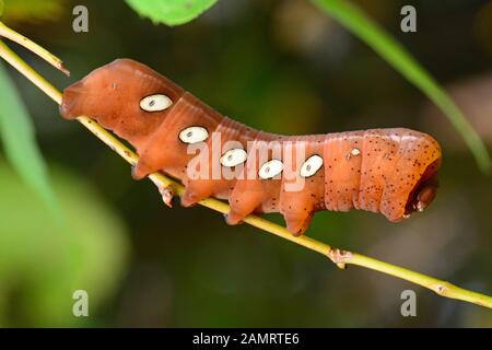 Pandorus, Sphinx-Motten-Raupe Stockfoto