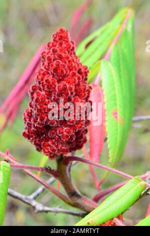 Staghorn Sumac roten Früchten, Stockfoto