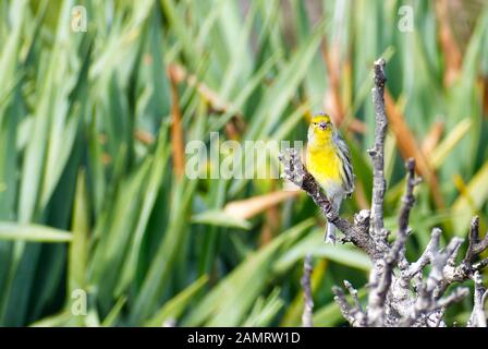 Eine atlantische Kanarienvogel (Serinus canaria) thront auf einem Zweig zu singen, während an der Kamera auf der Insel Madeira suchen, mit Kopie auf der linken Seite. Stockfoto