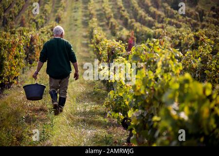 Ein alter Bauer und Weinbergmeister geht während der Lese mit einem Eimer für frisch geerntete Trauben in Weinland Frankreich durch seinen Weingarten. Stockfoto