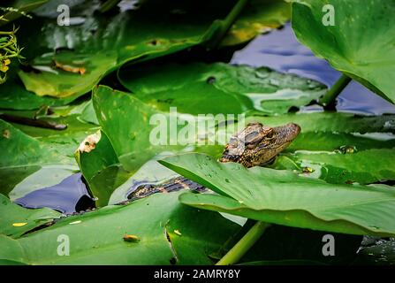 Ein Baby-Alligator versteckt sich unter den Lilienblocks in den Florida Everglades. Stockfoto