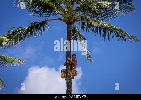 Ein samoischer Mann dimt einen Kokosbaum, um Kokosnüsse in Polynesien zu ernten. Stockfoto