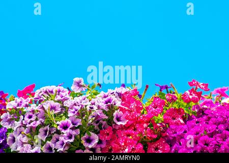 Abstrakter Hintergrund farbenfroher Petunienblüten. Bild Stockfoto