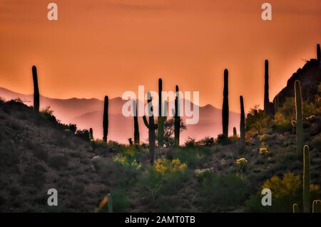Saguaro-Kaktus wird vom orangen Sonnenuntergang in Arizona umschimmert. Stockfoto