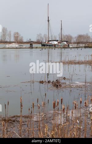 Wasservögel, die in einer Gruppe gegen Temperaturen unter Null Schutz nehmen und in Steveston British Columbia Eis bilden Stockfoto