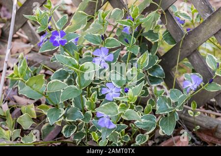 Sommer-Wildblumen Stockfoto