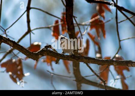 Songbird sitzen auf einem Ast. Stockfoto