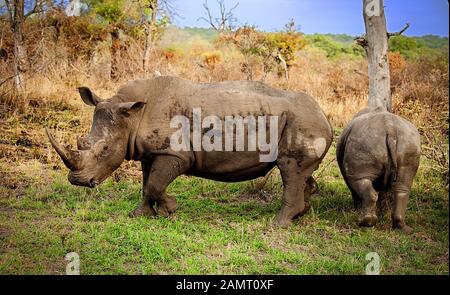 Zwei afrikanische Rhinos weiden auf einem Spielreservat in Südafrika. Stockfoto