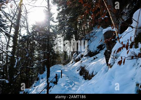 Verschneite Wälder in Hallstatt Stockfoto