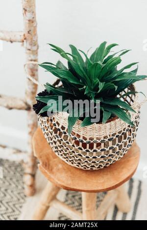 Pflanzen Sie in einem macrame Halter auf einen Holzhocker Stockfoto