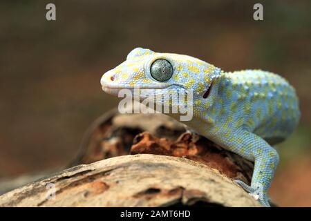 Nahaufnahme eines Albinos Tokay Gecko, Indonesien Stockfoto