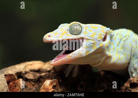 Nahaufnahme eines Albinos Tokay Gecko, Indonesien Stockfoto