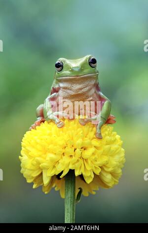 Weißer Baumfrosch auf einer Blume, Indonesien Stockfoto