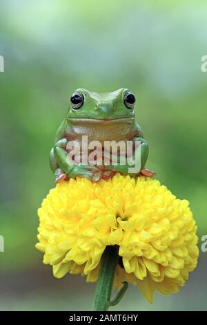 Weißer Baumfrosch auf einer Blume, Indonesien Stockfoto