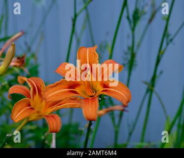 Orange Tag Lily (Hemerocallis fulva) an Innisfil, Ontario CA Stockfoto