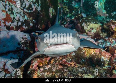 Nahaufnahme eines auf einem Korallenriffe ruhenden Whitetip-Riffhais, Socorro Island, Revillagigedo Islands, Mexiko Stockfoto
