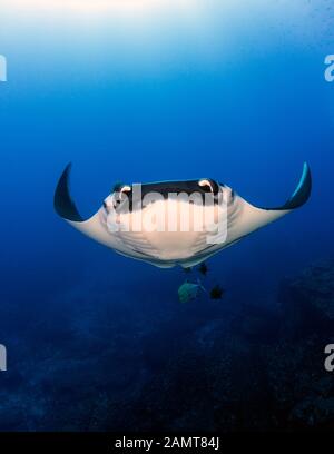 Gigantisches Meer von Manta Ray unter Wasser, San Benedicto, Revillagigedo Inseln, Mexiko Stockfoto