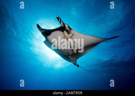 Gigantisches Meer von Manta Ray unter Wasser, San Benedicto, Revillagigedo Inseln, Mexiko Stockfoto