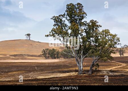 Lexton Australien / Nachwirkungen von Buschbränden in Lexton Victoria Australien. Stockfoto