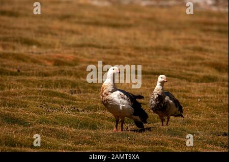 Andengans auf der Ruta 51 in der Nähe von San Antonio de Los Cobres, Argentinien Stockfoto