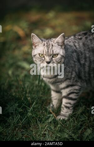 Porträt einer tabby britischen Kurzhaarkatze in einem Garten Stockfoto
