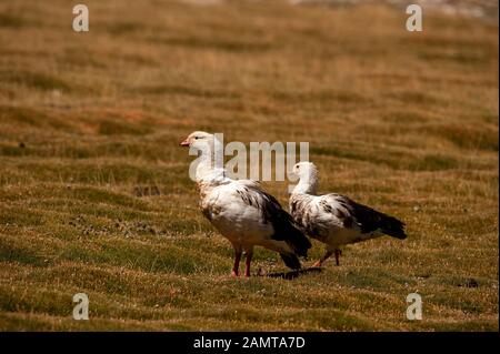 Andengans auf der Ruta 51 in der Nähe von San Antonio de Los Cobres, Argentinien Stockfoto