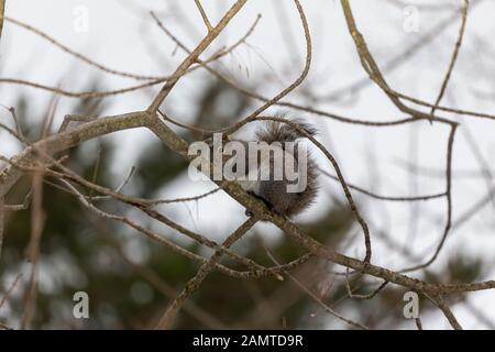 Eichhörnchen. Östlichen grauen Eichhörnchen auf einem Ast. Stockfoto