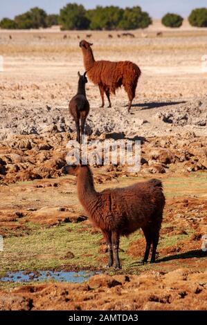 Lamas in der Nähe der Straße zwischen Paso Sico und San Pedro de Atacama, Atacama-Wüste, Antofagasta, Chile Stockfoto