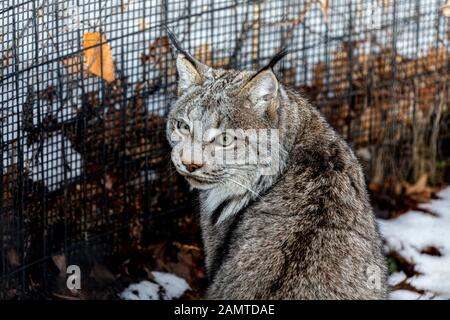 Canada Luchs im Zoo. Szene aus dem wisconsin-zoopark Stockfoto