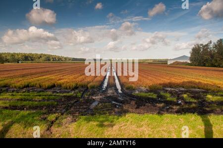 Pfütze liegen in Traktorbahnen auf einem Feldfrüchte-Gebiet im landwirtschaftlichen Midden-Drenthe-Gebiet der Niederlande. Stockfoto