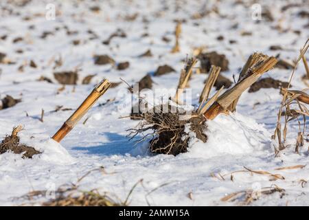 Detailansicht von cornstalk Wurzelballen System im Schmutz clod nach minimaler Bodenbearbeitung mit Disc. Cornfield abgedeckt im Schnee Stockfoto