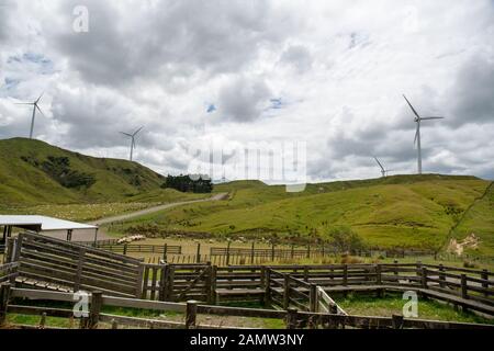 Ländliche landwirtschaftliche Sicht auf einen Schafhof und seine Schaf- und Viehhöfe auf den Hügeln und Tälern mit Strom erzeugenden Windkraftanlagen auf der Erbse Stockfoto