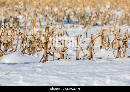 Detailansicht der schneebedeckten abgeernteten Maisfeld im Winter. Golden Brown maisstengeln, Stoppeln, und Mais Papierkorb. Keine bis Boden Bodenbearbeitung Methode Stockfoto