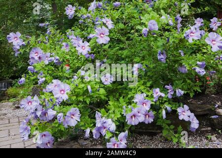 Lavender Hibiscus syriacus "Rose von Sharon" Blumen im privaten Hinterhof Zen Garten im Sommer. Stockfoto