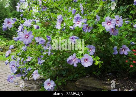 Lavender Hibiscus syriacus "Rose von Sharon" Blumen im privaten Hinterhof Zen Garten im Sommer. Stockfoto