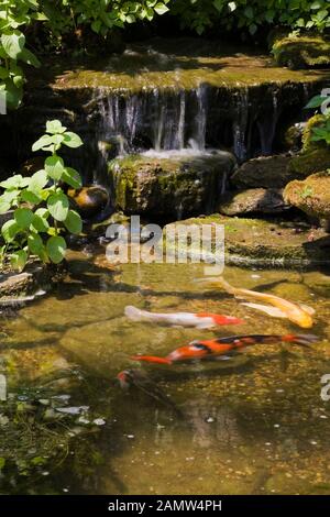 Wasserfall und Teich mit Cyprinus carpio - japanischer Koi-Fisch im privaten Hinterhof Zen-Garten im Sommer. Stockfoto