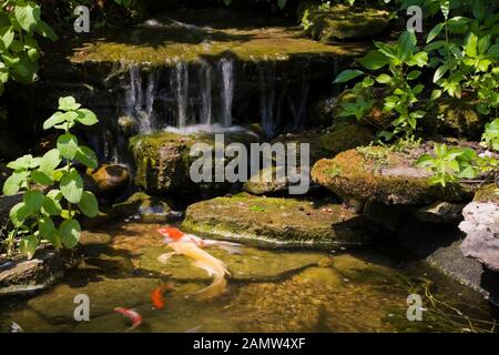 Wasserfall und Teich mit Cyprinus carpio - japanischer Koi-Fisch im privaten Hinterhof Zen-Garten im Sommer. Stockfoto