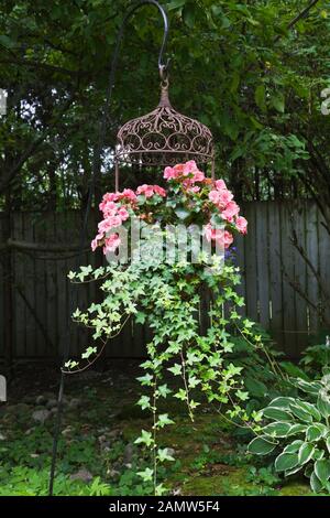 Gefederte, kronenförmige Metallkorb aus Schmiedeeisen mit pinkfarbenen Begonia semperflorens Blumen und Hedera Helix - English Ivy im Hinterhof Zen Garden. Stockfoto