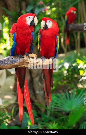 Scarlet Macaw Papageien Dschungel an der Riviera Maya, Mexiko Stockfoto