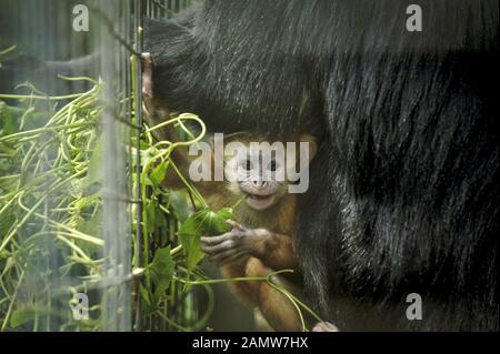 Peking, Indonesien. Januar 2020. Ein 21-tägiges weibliches Javan-Lanur-Baby (Trachypithecus auratus), nämlich Natalia, ist mit ihrer Mutter bei der Aspinall Foundation Ciwidey in Bandung, West Java, Indonesien, 14. Januar 2020 zu sehen. Natalia, eine von der Kritik bedrohte Javan-Langur, wurde vor Weihnachten und außerhalb ihres Lebensraums geboren. Kredit: Bukbis Candra Ismeth Bey/Xinhua/Alamy Live News Stockfoto