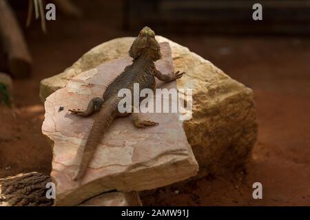 Profilporträt eines bärtigen Drachens in einem dunklen Terrarium Stockfoto