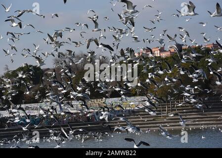 Möwen in Madrid fliegen sehen. Tausende von Möwen, die meisten von ihnen weniger schwarze Möwen (Larus fuscus), gelbbeinige Möwen (Larus michahellis) und Schwarzköpfige Möwen (Chroicocephalus ridibundus) verbringen die Wintermonate weiterhin in Madrid. Mitte März kehren sie an ihre Brutplätze in Mittel- und Nordeuropa zurück Stockfoto