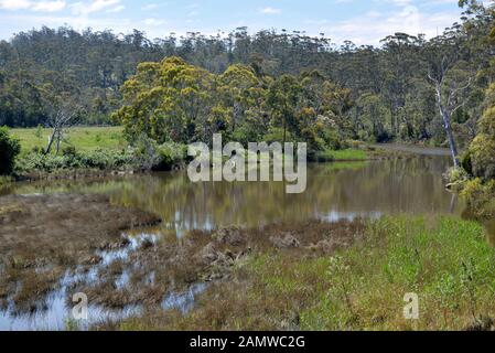 Eukalyptuswald Buschland, in Tasmanien, Victoria und New South Wales Australien gesehen Stockfoto