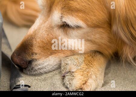 Golden Retriever Hund alt müde schlafen Stockfoto