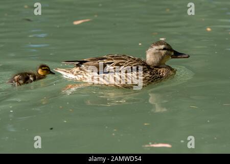 Weibliche Mallard Henne Schwimmen mit duckling Küken Stockfoto