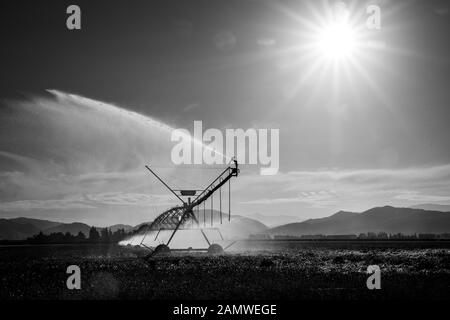 Ein irrigator spritzt Wasser hoch in die Luft über landwirtschaftliche Kulturpflanzen in der späten Nachmittagssonne Stockfoto