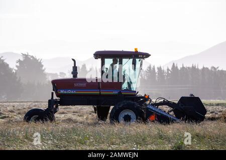 Sheffield, Canterbury, Neuseeland, 14. Januar 2020: Schwaden Gras für Saatgut zum Trocknen der Ernte Stockfoto