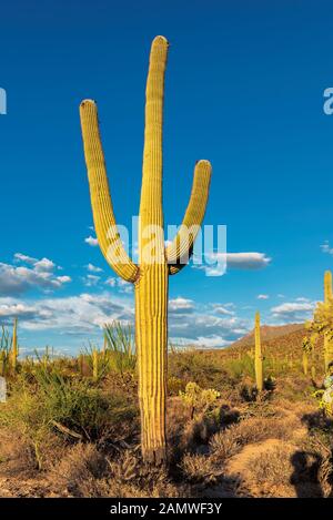 Saguaro Cactus bei Sonnenuntergang im Saguaro National Park in der Nähe von Tucson, Arizona. Stockfoto