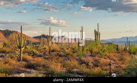 Saguaro Cactus bei Sonnenuntergang im Saguaro National Park in der Nähe von Tucson, Arizona. Stockfoto