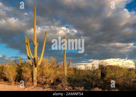 Saguaro Cactus bei Sonnenuntergang im Saguaro National Park in der Nähe von Tucson, Arizona. Stockfoto